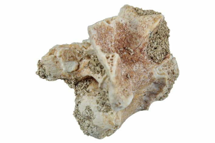 Fossil Sea Snake (Palaeophis) Vertebra - Morocco #261605